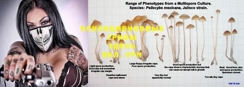 Псилоцибиновые грибы MAGIC MUSHROOMS  магазин продажи   Нарткала 